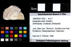 Foto (Objket + Etiketten) von Decapoda indet. 